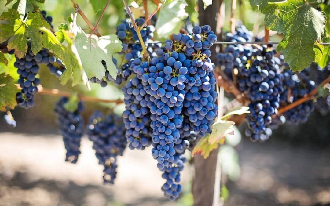 Fête du vin 2019 sur l'île de Madère du 25 août au 8 septembre