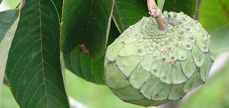 Custard Apple
