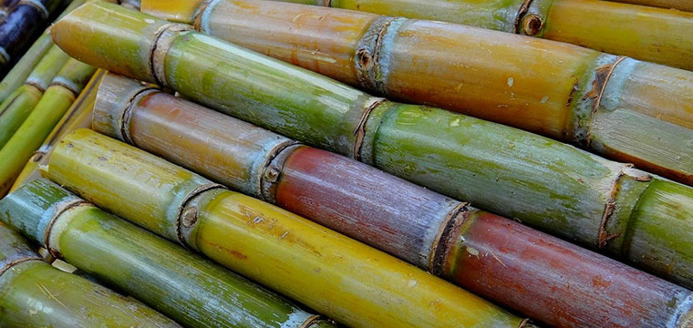 Sugarcane