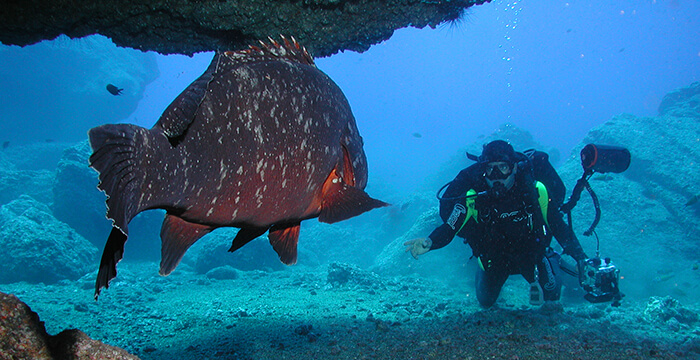 Diving On Madeira Island