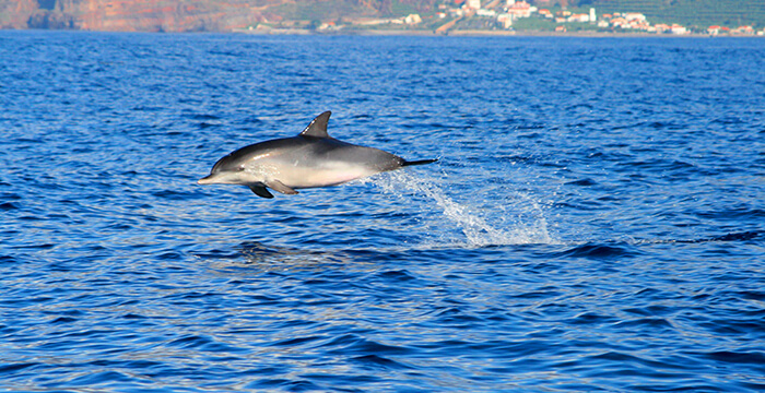 Cetacean observation on Madeira Island