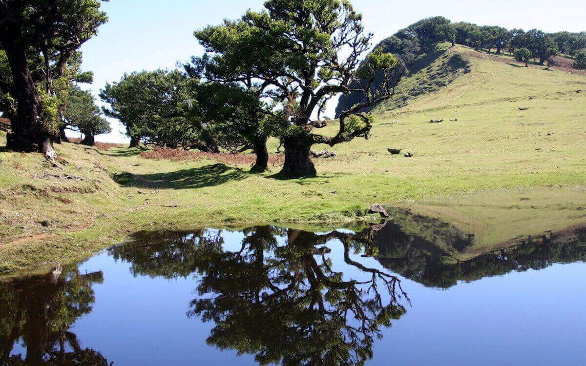 10. Vereda do Fanal