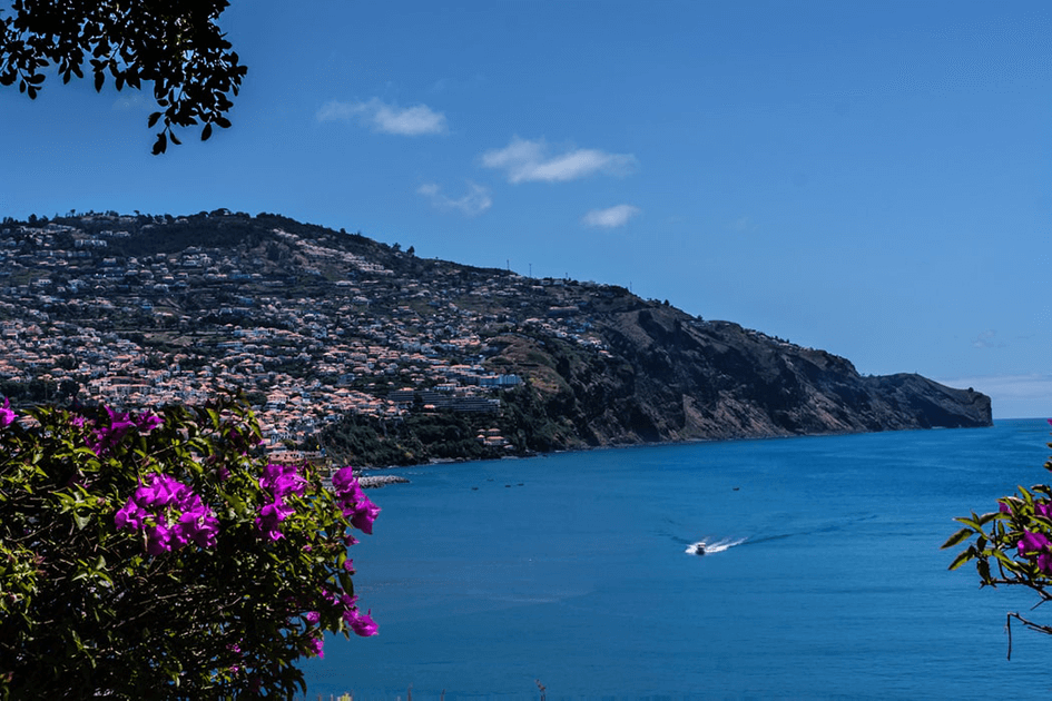 Alles wat Dir wësse musst iwwer Madeira Blummen