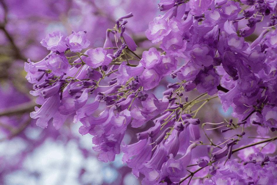 Jacaranda 