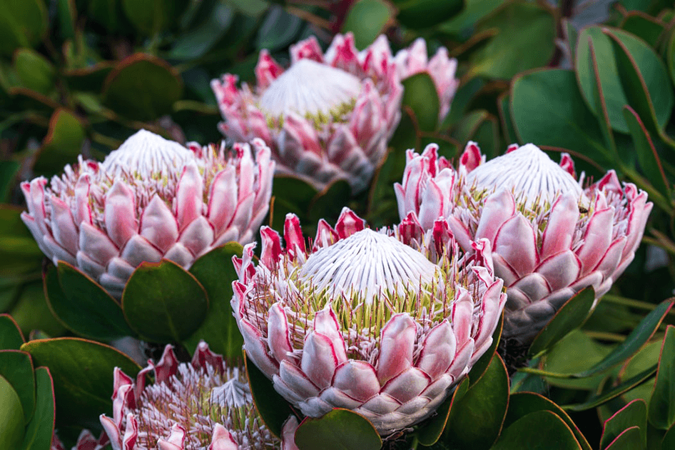 Proteas 