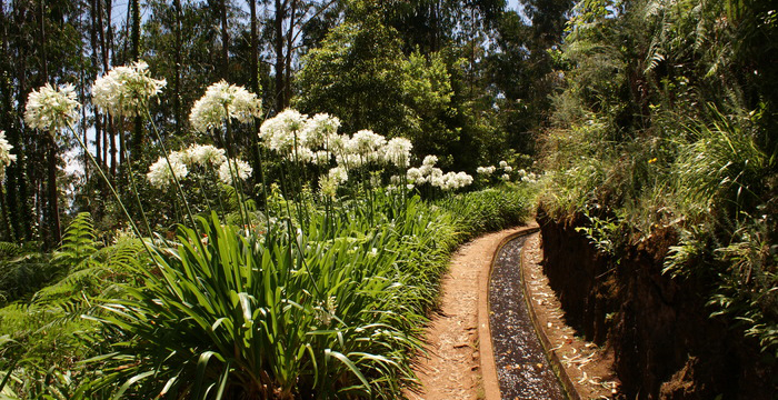 Levada do Rei - 马德拉岛