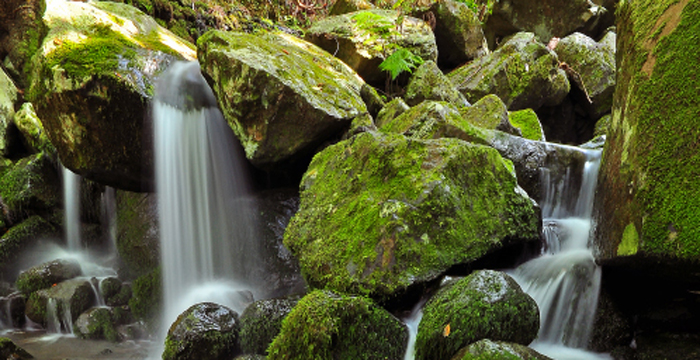 Levada dos cedros - Madeira