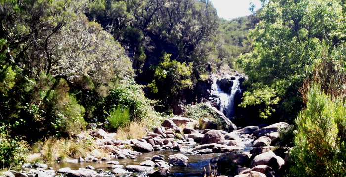 Levada do Alecrim