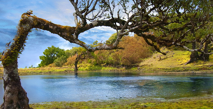 Vereda do Fanal - Madera