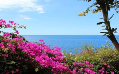 Our Ultimate Guide to Find the Best Funchal Botanical Gardens on Holidays!