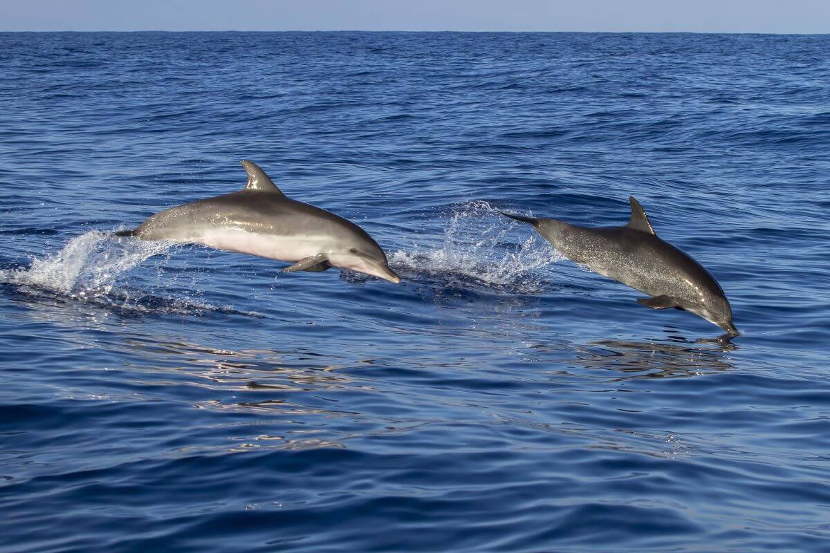 Dolphins in the ocean