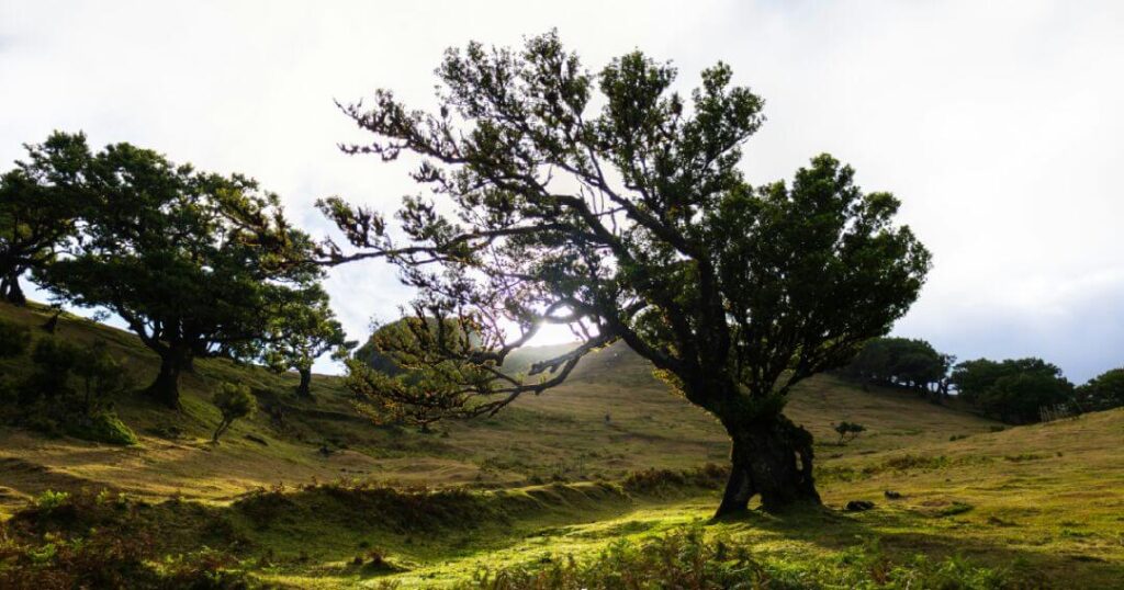 Fanal Forest, Porto Moniz