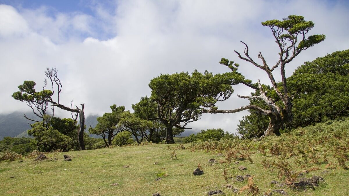 fanal forest madeira