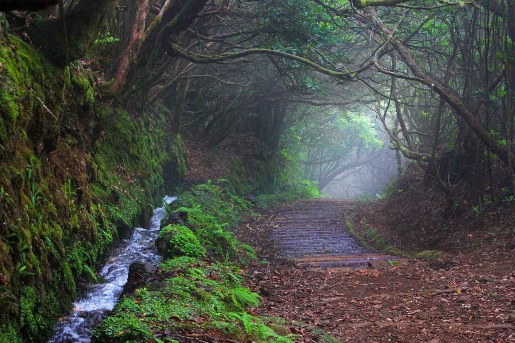 Levada da Ilha da Madeira
