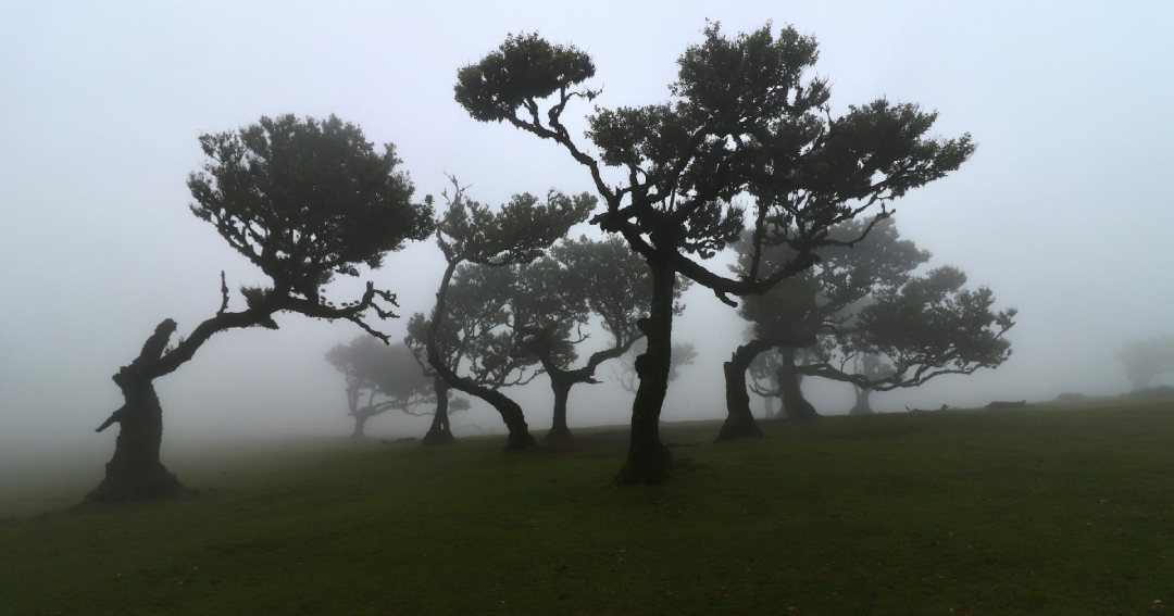 Exploring Madeira Island's Stunning Landscapes of Fanal