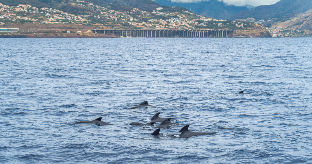 Enjoy Whale and Dolphin Watching Tours in Madeira Island