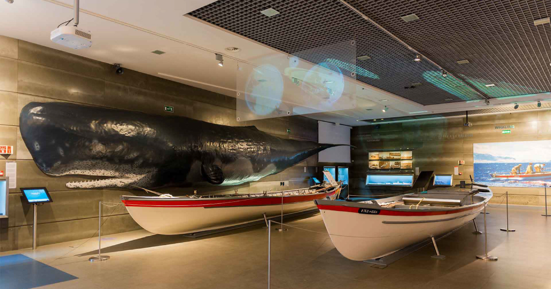 Visit Madeira Whale Museum
