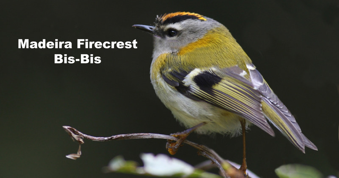 Birdwatching - Madeira Firecrest