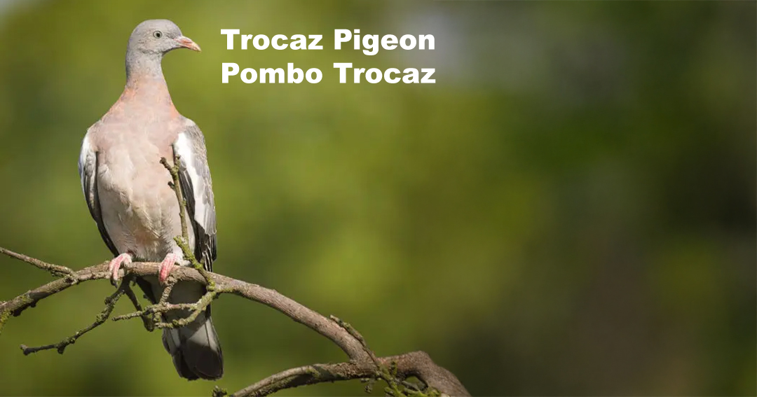 Birdwatching - Trocaz Pigeon